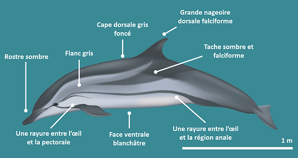 Sc rayé - FR.png