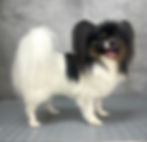 papillon psi salon
