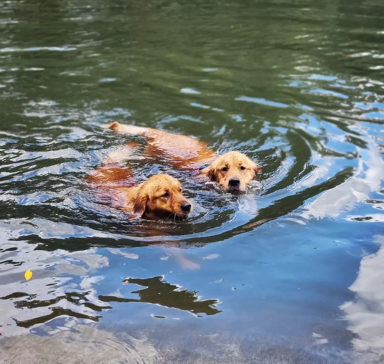 zlatý retriever pláva v jazere