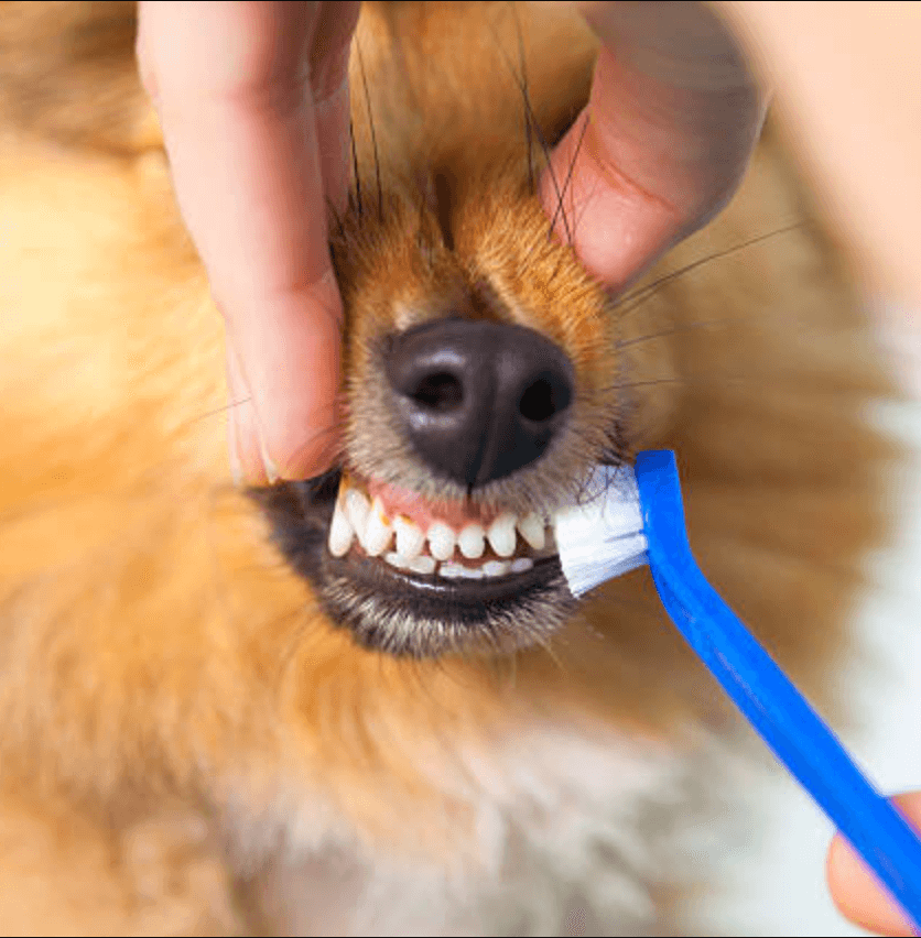 dentálna hygiena u psov
