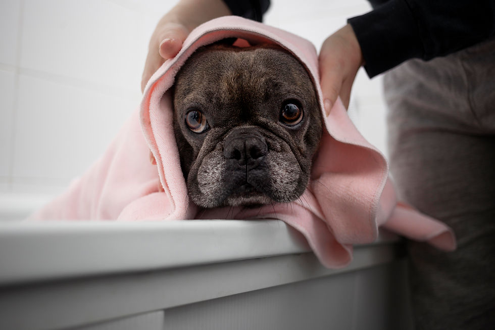 dog-lifestyle-care-with-owner.jpg