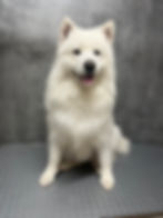 samojed uprava srsti