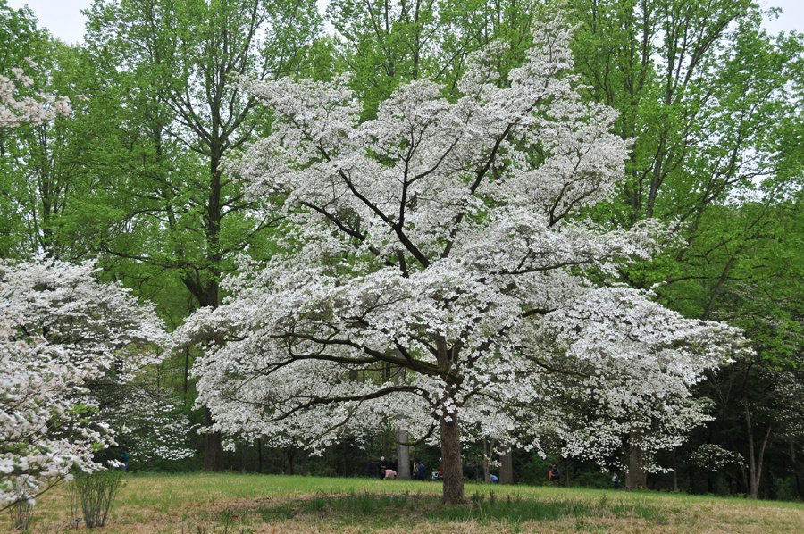 The 10 Most Popular Trees to Plant in Richmond, VA