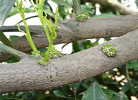 variedades_citricos_fig4.jpg
