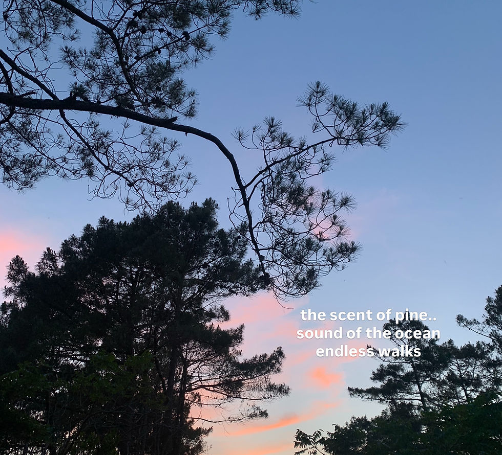 a love letter to Grand Crohot forest and les Landes