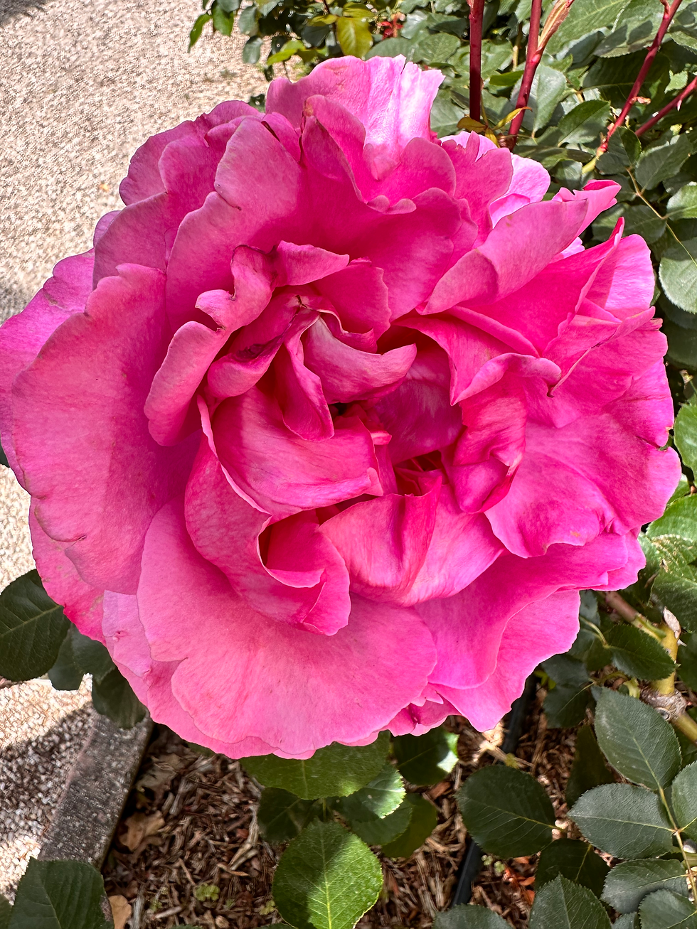 Divine Rose ephrussi villa