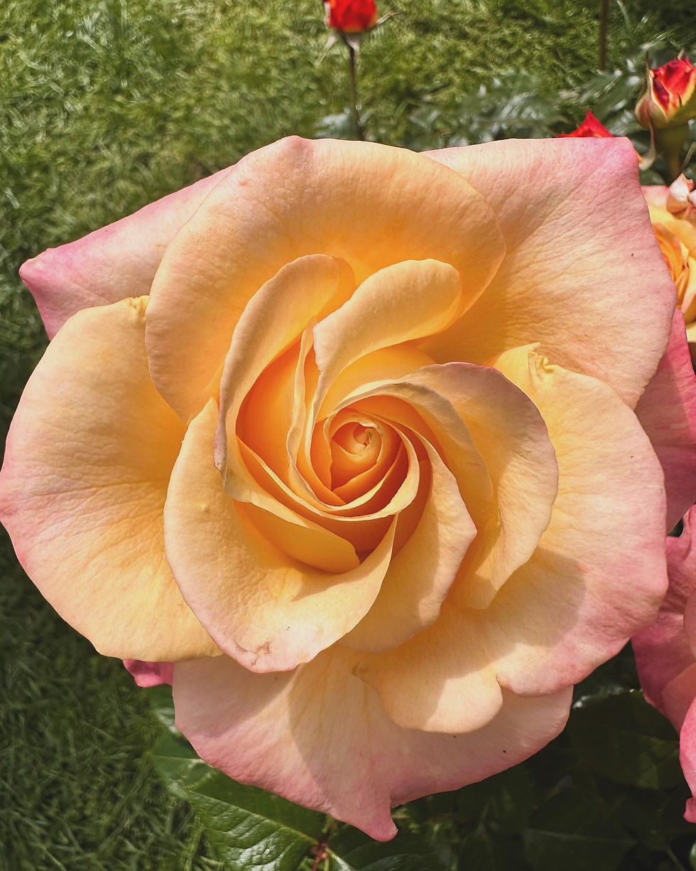 Rose Yellow and Pink - Ephrussi