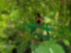 Artist posing at the green bridge, Monet's water garden