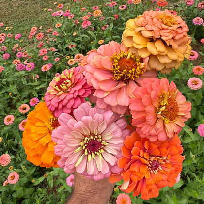 ZinniaField.jpg