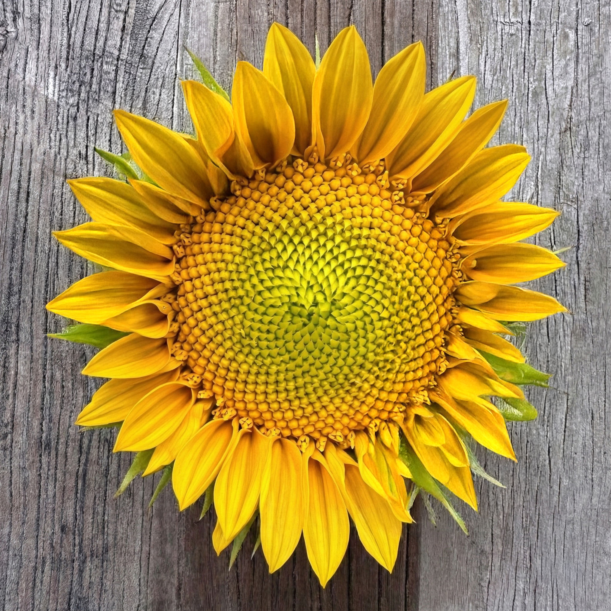 Sunflower - Gold Dream