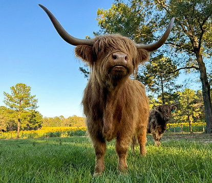 QueenBHighlandCow.png