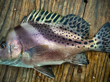 2024/10/06涸沼川釣果報告 HugeKillerDr.K