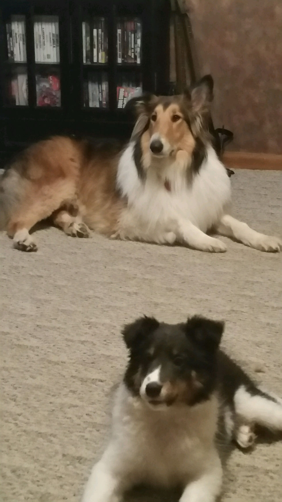 Dunkin and Sadie
