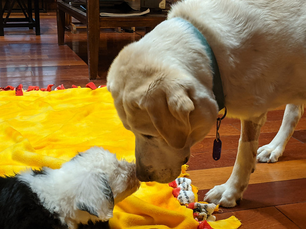 Junior with a 2021 puppy