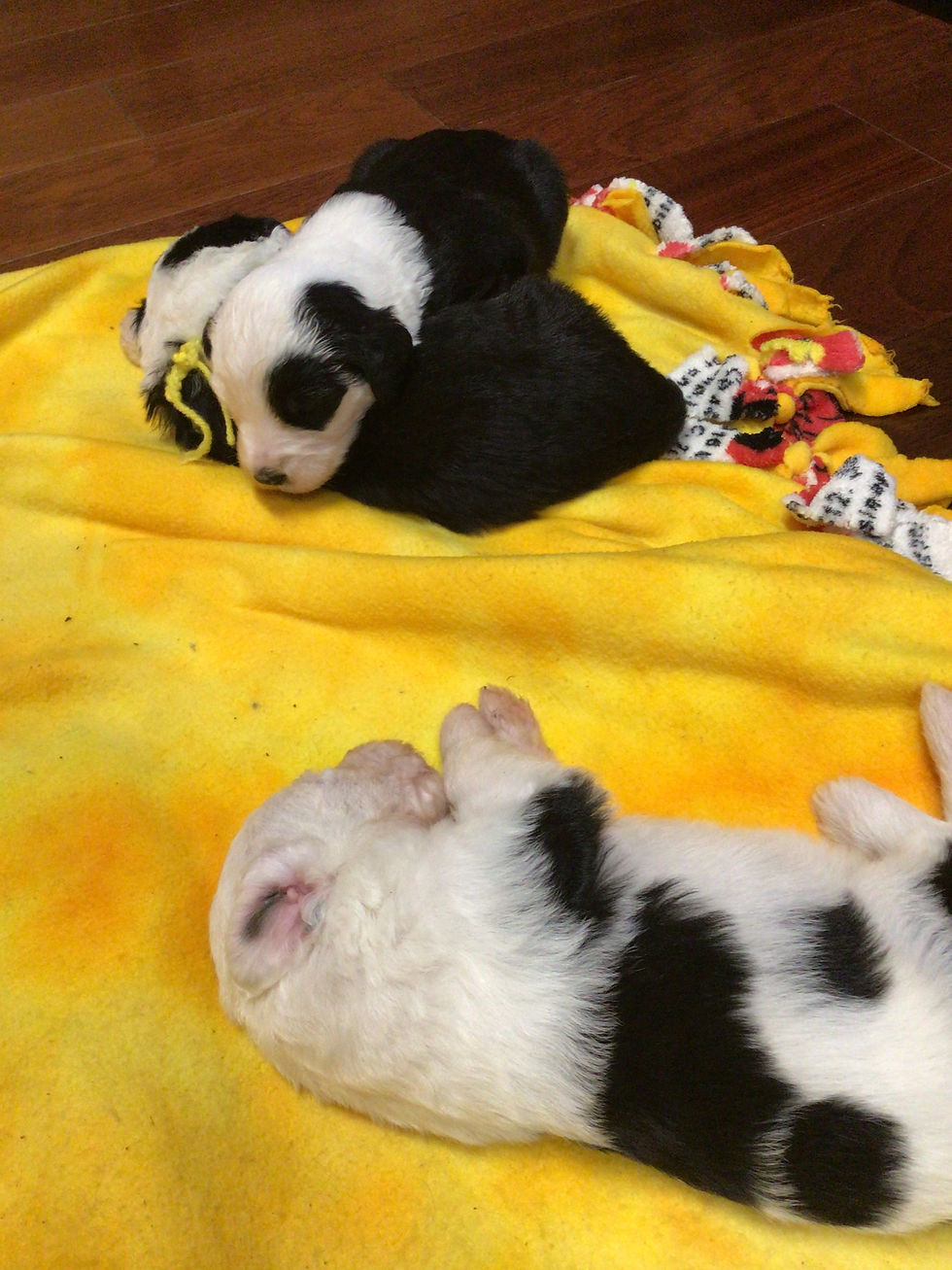 Are they pandas?