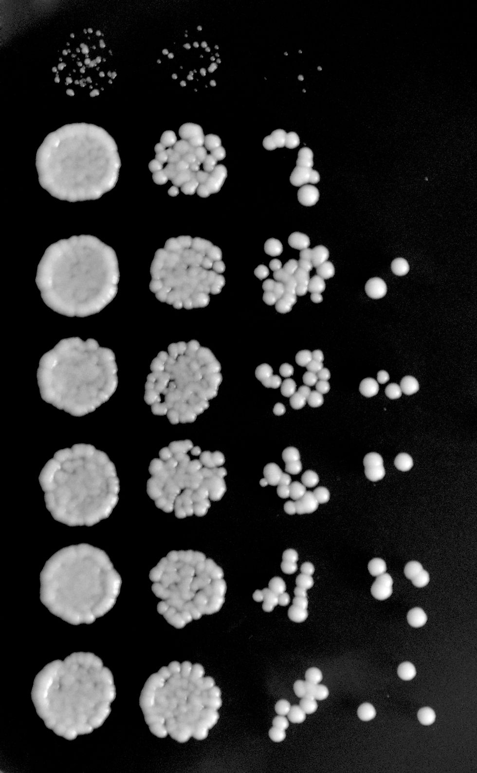 YPD+benomyl spots