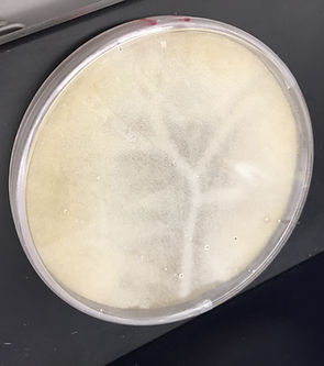 567 agar.jpeg