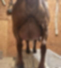 fullsizeoutput_43f6.jpeg