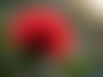 Exploring Nature Art Australia: A Journey into Australian Flora and Fauna Art