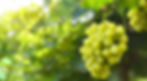 Grapes on Vine Prosecco _