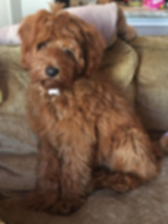 Bailey.jpeg