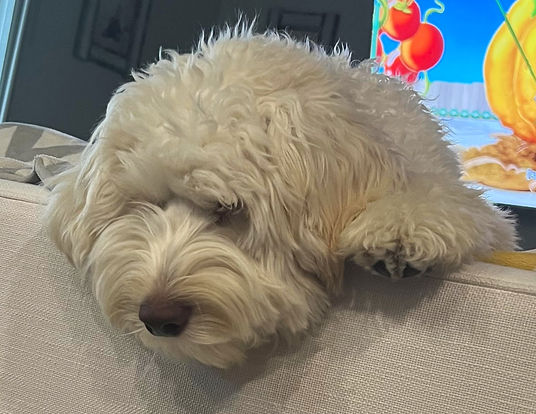 Australian Labradoodle with cream coat watching TV on the coach with her family.