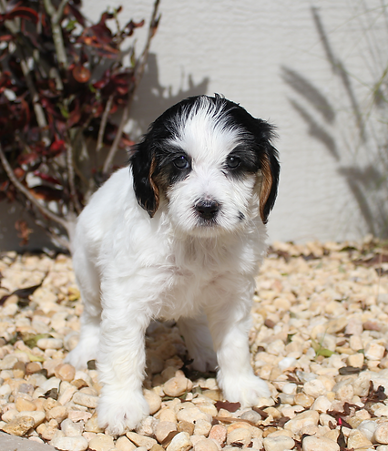 iZZY 5 w b pARTI .png