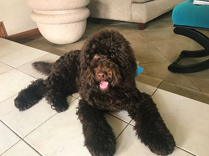 chocolatedog.jpeg