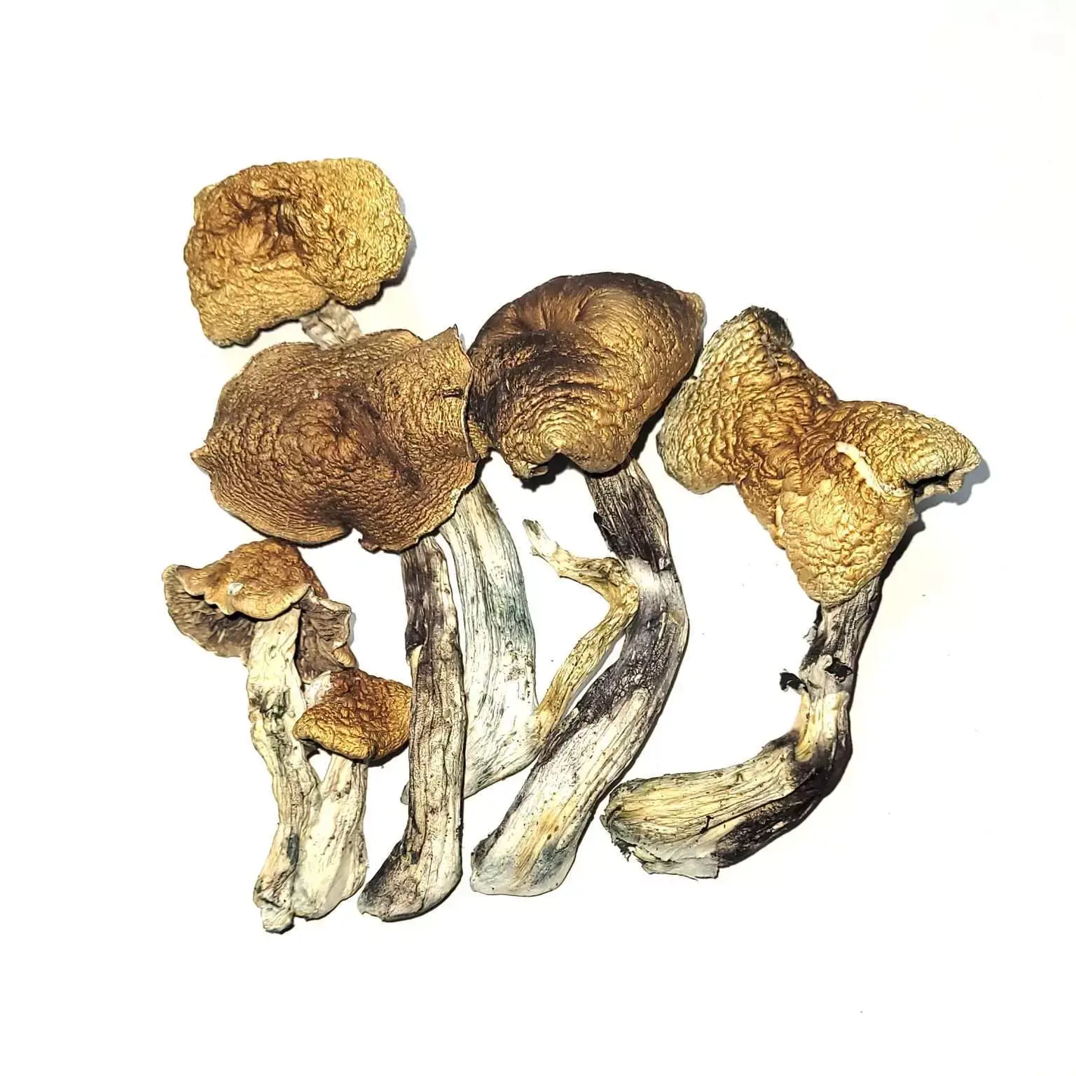 McKennaii Cubensis – Dried Mushroom