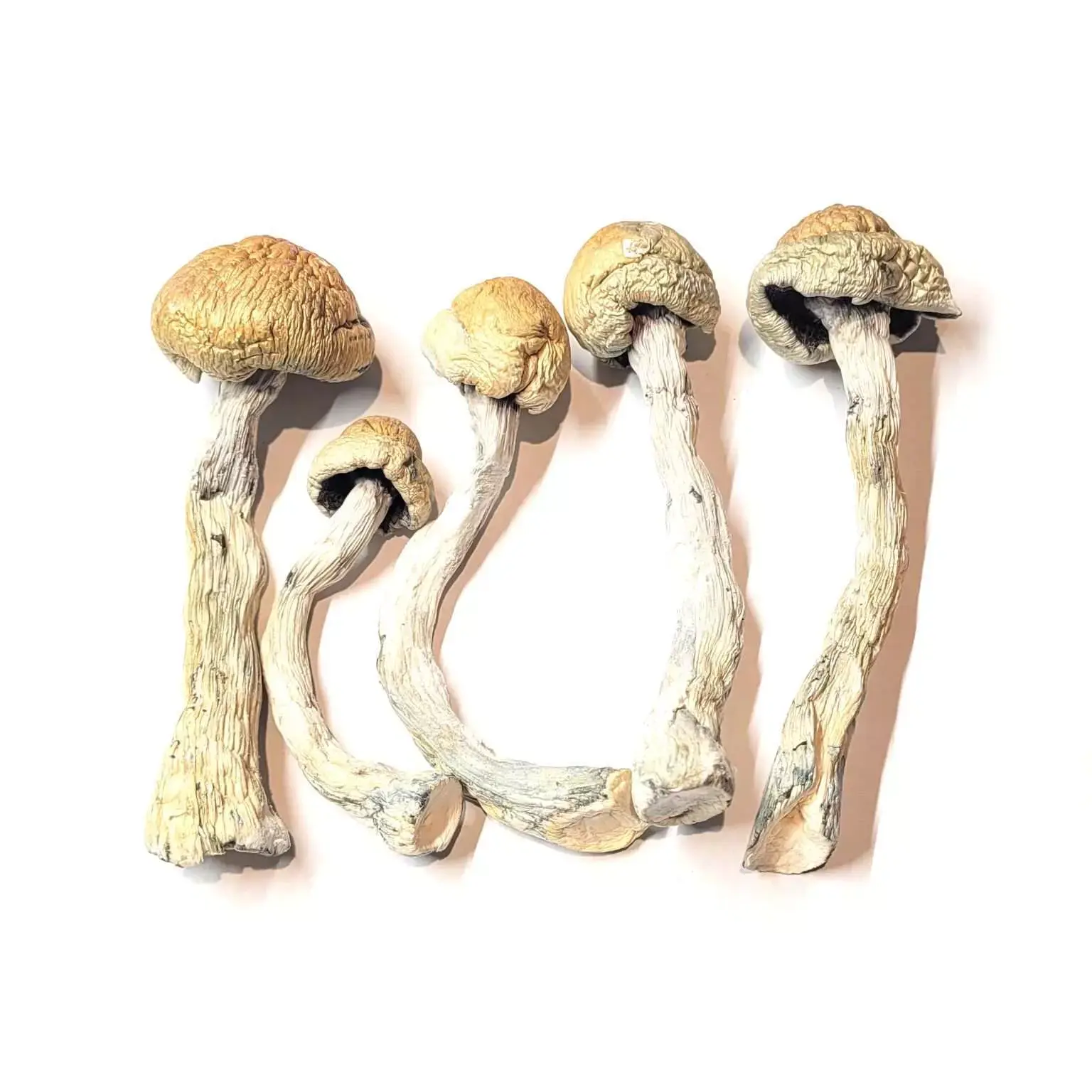 Alacabenzi dried magic mushrooms balanced psilocybin strain Canada Calgary delivery