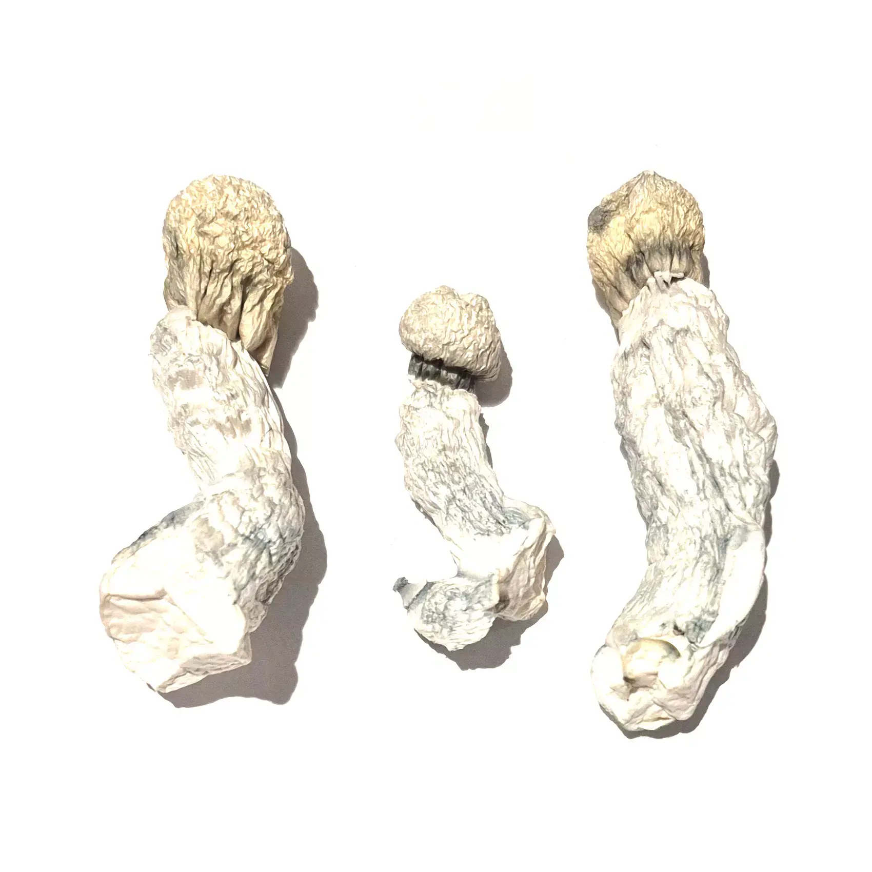 Cosmic Ghost Rider – Premium Mushroom