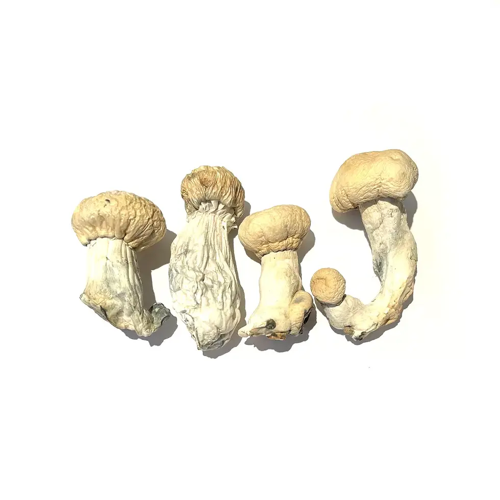 Soucoupe Volante (SV-10) – Dried Magic Mushrooms