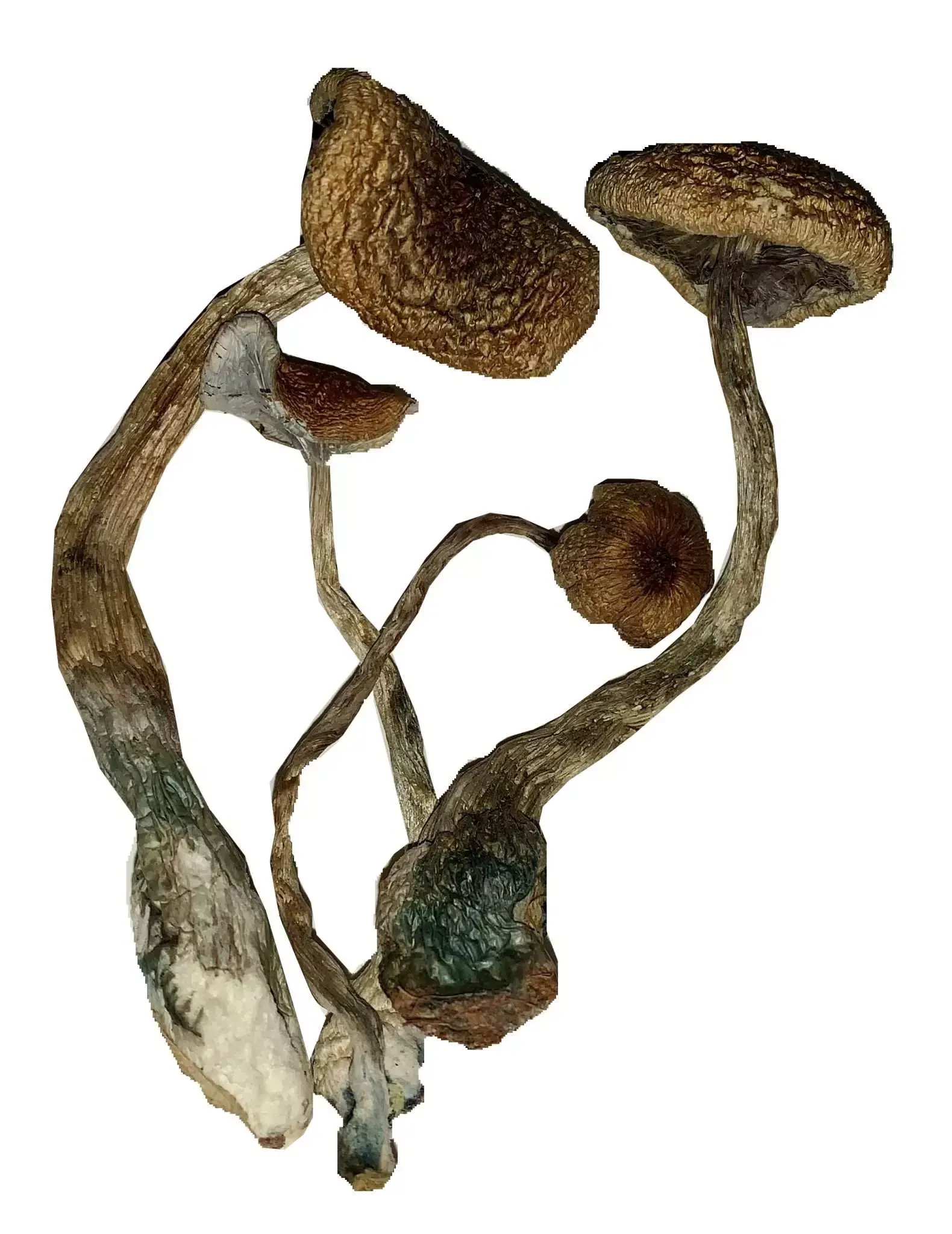 Jedi Mind Fuck β Dried Mushroom