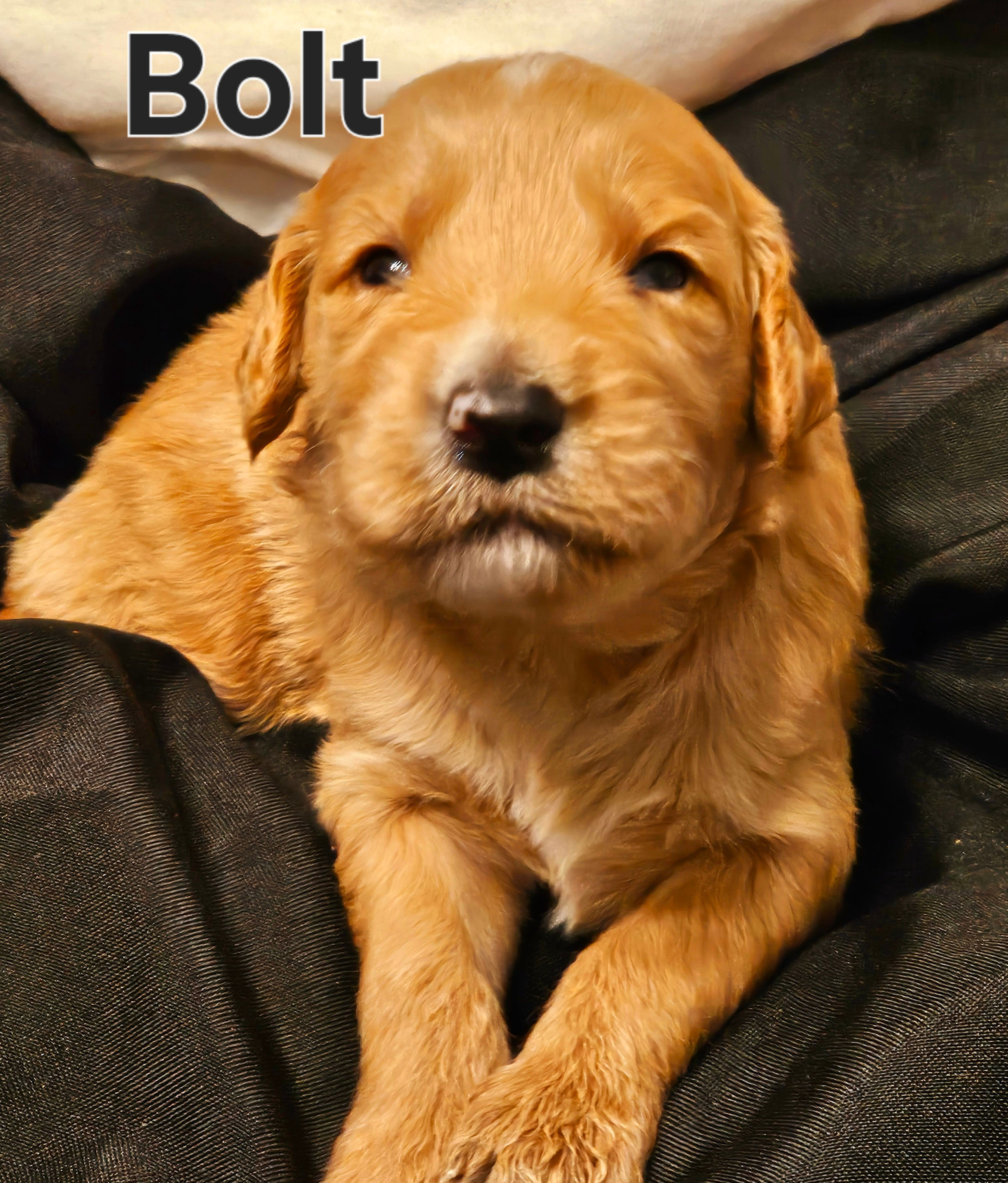 Goldendoodle "Bolt"