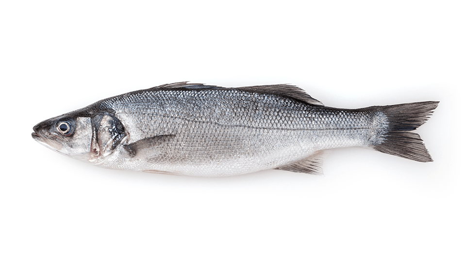 Sea Bass Fishing Guide