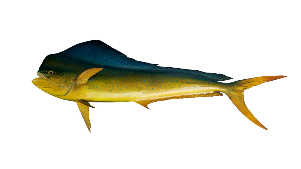 MahiMahi Fishing Guide