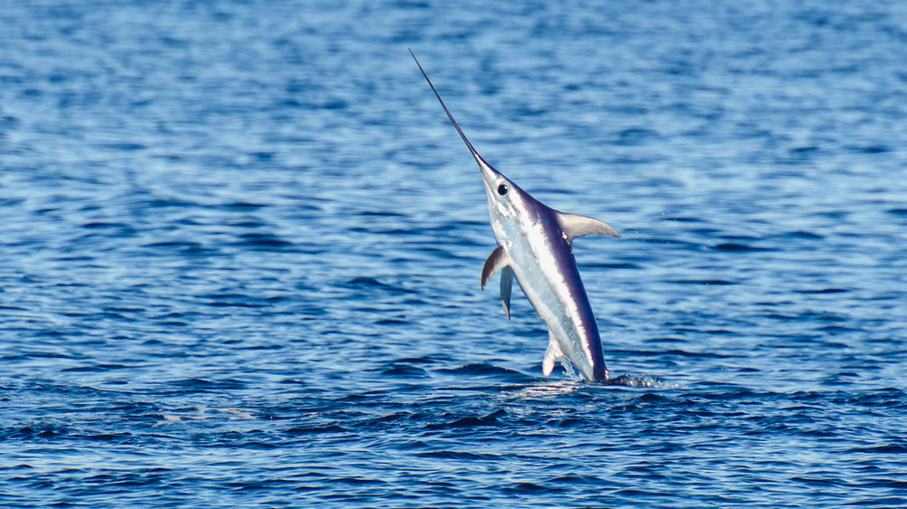 Swordfish Fishing Guide