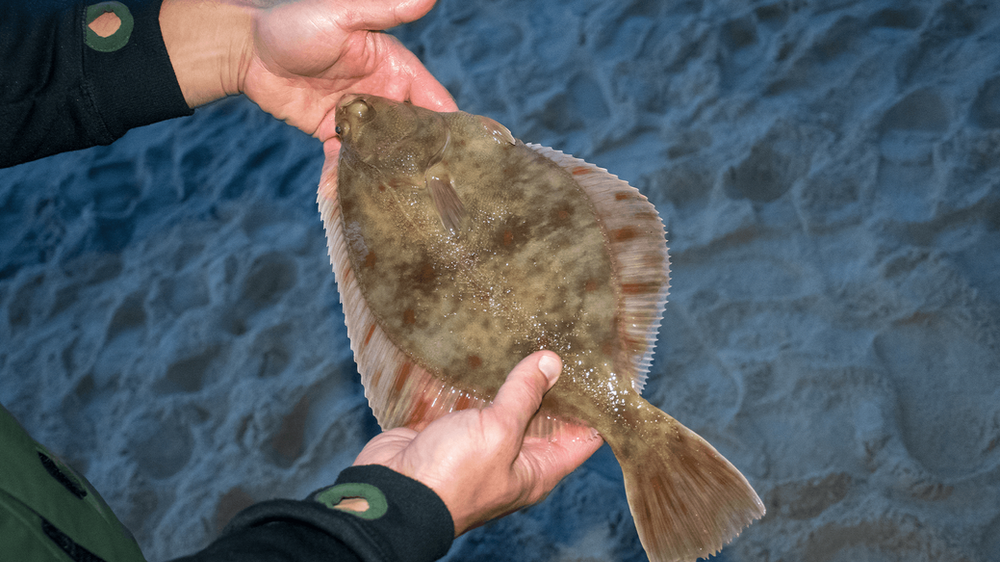 Flounder Fishing Guide