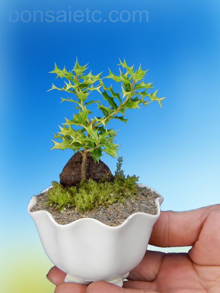 Okinawa Holly Baby Bonsai Tree bonsaietc