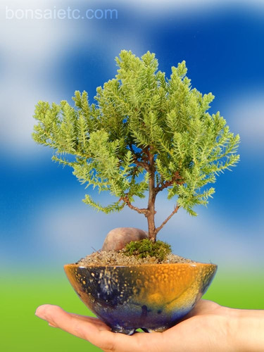 mini ficus bonsai Ficus Too Little Bonsai 8  Stone Lantern