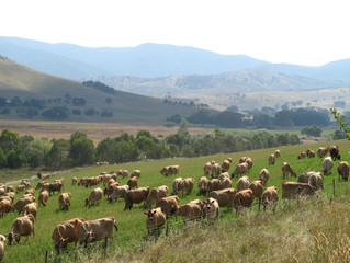 NSW Biodiversity Reforms - An Ongoing Consultation and Review Process