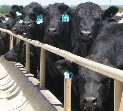 Feedlotting Cattle