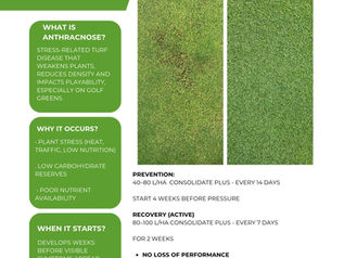 Anthracnose Information Sheet