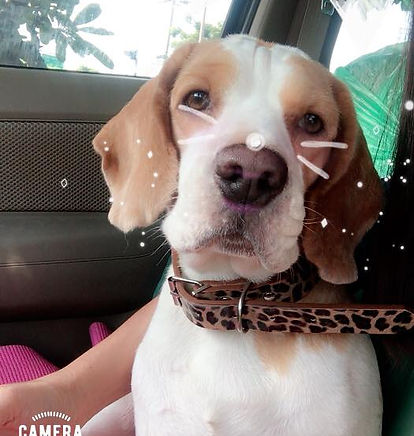 dog can stay
