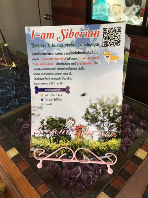 รีวิว I am Siberian Khao Yai (ปีละ 1 ครั้ง)