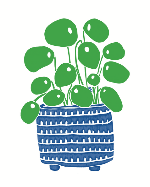 Pilea