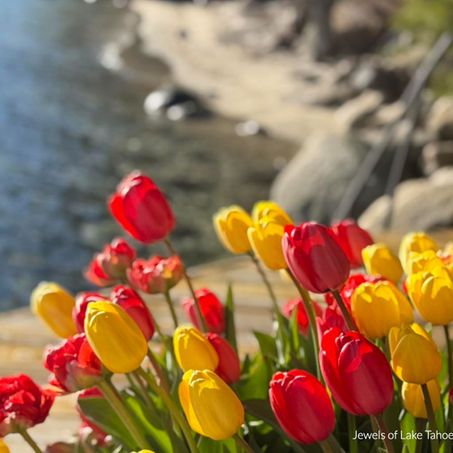 Incline Village & Crystal Bay Real Estate Update May 8, 2025