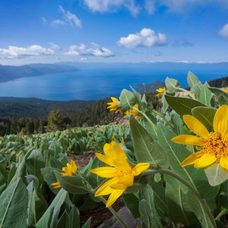 Summer Blooms and Tahoe Adventures Await
