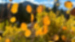 quaking aspen leaves against a mountain peak and blue sky