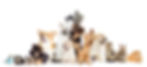AdobeStock_136953786.jpeg